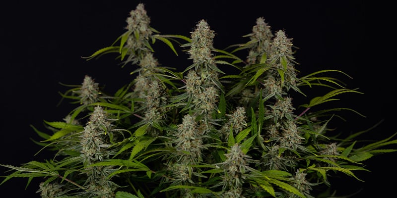 【Hybrid】Green Crack 1ml CBD 01 Buy Green Crack CBD cannabis seeds online - Humboldt Seeds UK